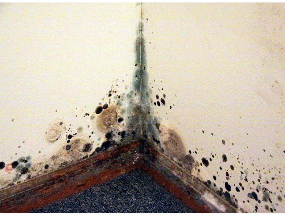 Mold along a baseboard in the corner of a room.