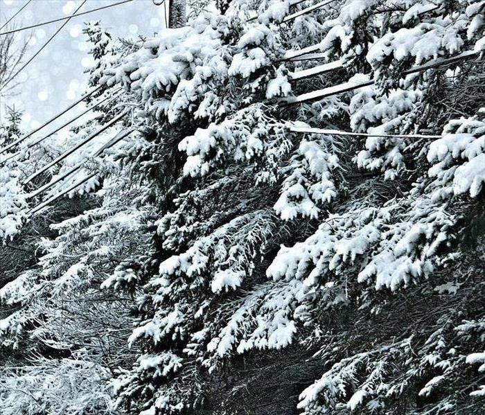 Snow covered pine tree branches are tangled in power lines.