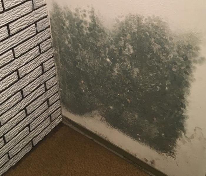 A large patch of mold on an indoor wall.